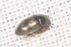 Meligethinae