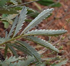 Potentilla hippiana