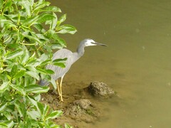 Egretta novaehollandiae novaehollandiae