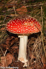 Amanita muscaria muscaria