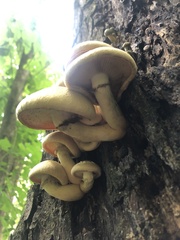 Gymnopilus junonius