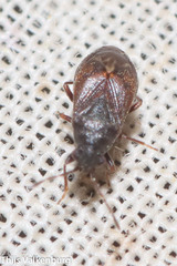 Stygnocoris