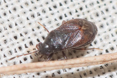 Stygnocoris