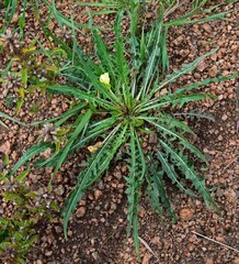 Oenothera flava