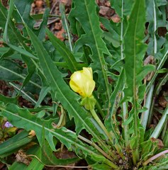 Oenothera flava
