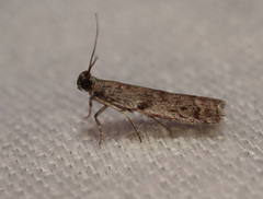 Cryptoblabes hemigypsa