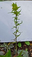 Orthocarpus luteus