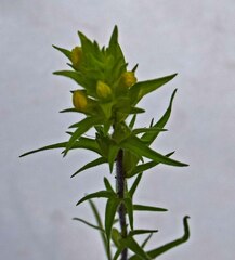 Orthocarpus luteus