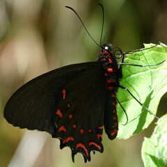 Parides photinus