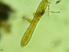 Surirella librile