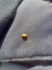 Anisosticta novemdecimpunctata