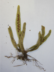 Notogrammitis ciliata