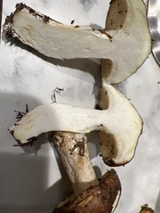 Suillus punctatipes