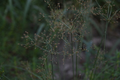 Fimbristylis quinquangularis quinquangularis