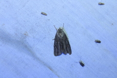 Acronicta lithospila