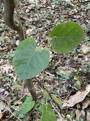 Matelea floridana