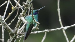 Colibri