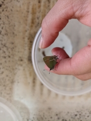 Callophrys xami xami