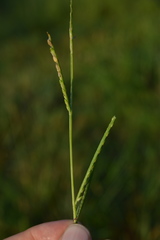 Urochloa platyphylla