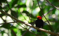 Ceratopipra rubrocapilla