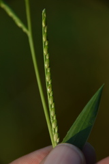 Urochloa platyphylla