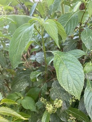Magnoliopsida