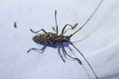 Monochamus carolinensis