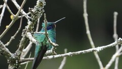 Colibri
