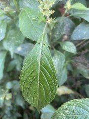 Magnoliopsida