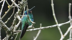 Colibri