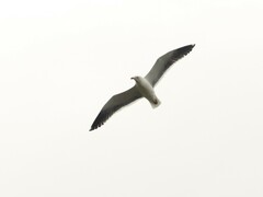 Larus dominicanus dominicanus