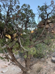 Juniperus osteosperma