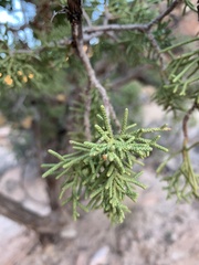 Juniperus osteosperma