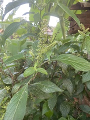 Magnoliopsida