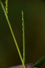 Urochloa platyphylla