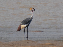 Balearica regulorum