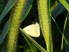 Pieris rapae