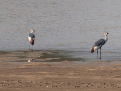 Balearica regulorum