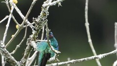 Colibri