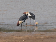 Balearica regulorum