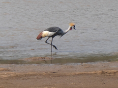 Balearica regulorum