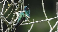 Colibri