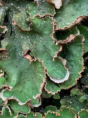 Peltigera leucophlebia