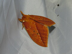 Pseudautomeris antioquia