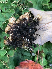 Peltigera leucophlebia