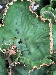 Peltigera leucophlebia