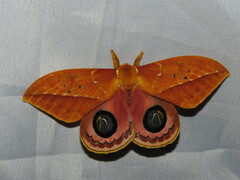 Pseudautomeris antioquia