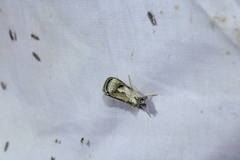 Chrysanympha formosa