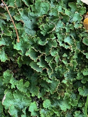 Peltigera leucophlebia