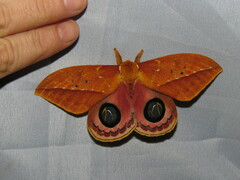 Pseudautomeris antioquia